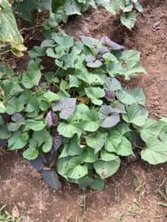 安納芋の苗 10本　畑栽培中　種子島産　無農薬のサムネイル