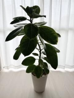 大型 フィカス アルテシマ ゴムの木 観葉植物 曲がり仕立て 班入り