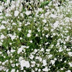 ★ かすみ草 ★ フレシユ ★Baby's Breath.☆*:.。.のサムネイル