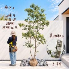 希少。絶品 山採りソヨゴ雄株本株立ち2.7M(鉢底から)◎斑紋入り - メルカリ