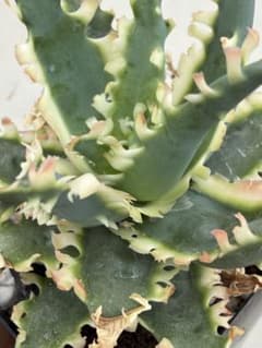 アロエ　ハイブリッド　Aloe hybrid 第四種　JLー28 アロエ ハイブリッド Aloe hybrid 第四種 JLー28 - メルカリ