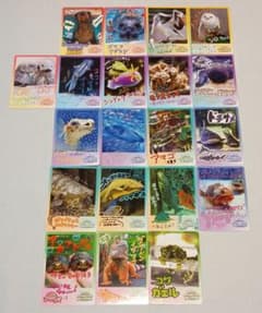 鳥羽水族館ラッコ キラ コレクションカード第2弾2枚セット 鳥羽水族館 コレクションカード コレカ 第2弾 20枚セット メイ キラ