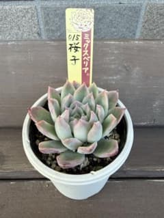 ☆桜子☆札付き ポットごと ミックスベリア 015 おらいさん苗 - メルカリ