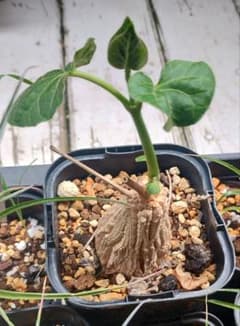 マテレア　シクロフィラ　Matelea cyclophyllaのサムネイル