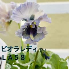 ＬＡ４０♥ビオラレディ ♥希少♥人気品種♥花苗ポットごと発送♥パンジービオラ LA40♥ビオラレディ♥希少♥人気品種♥花苗ポットごと発送♥パンジー