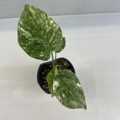 お*ん様 Q177モンステラ デリシオーサ レガシー 斑入り - メルカリ