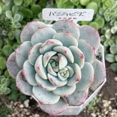 C.【札付き】ミランゼ 錦玉園 命名株 多肉植物 エケベリア 28.【札付き】バニラビス 錦玉園 命名株 多肉植物 エケベリア - メルカリ