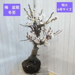 梅 盆栽 冬至 白花 特大 6号サイズ - メルカリ