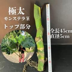 極太モンステラトップ部分 茎45cm 親株写真あり 極太モンステラトップ部分 茎45cm 親株写真あり - メルカリ