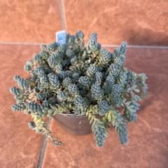 多肉植物　セダム　マジョールのサムネイル