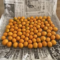 キンカン　箱込み約900g 和歌山産　無農薬＊自然栽培のサムネイル