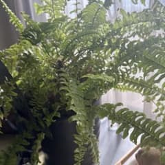 専用のサムネイル