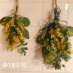 ミモザ⁂ユーカリ　フレッシュスワッグ　２セットのサムネイル