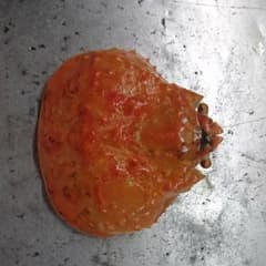 カニの甲羅のサムネイル