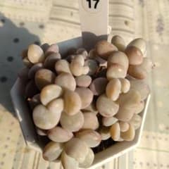 No17 ピンクシフォン 抜き苗 発送方法② 多肉 - メルカリ