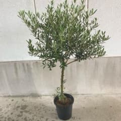 レア オリーブの木【SOUJU】ネバディロブランコ 8寸幹太 厳選株 現品発送 レア オリーブの木【SOUJU】ネバディロブランコ 8寸幹太 厳選株