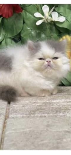 専用です。のサムネイル