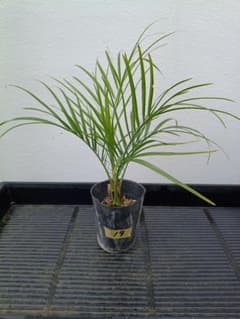【沖縄産】フェニックスロベレニー苗⑲　ドライガーデン　観葉植物　ヤシのサムネイル