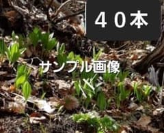 北海道 行者ニンニク 小苗40本取れたて発送4月下旬までのサムネイル