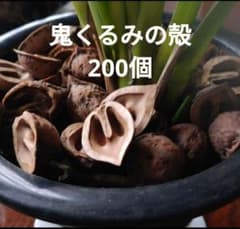 鬼くるみの殻 200個のサムネイル