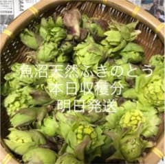 魚沼　天然ふきのとう　ネコポス発送のサムネイル