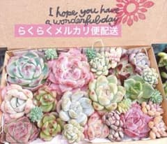 D. 多肉植物カット苗詰め合わせ　寄せ植えセット♡のサムネイル
