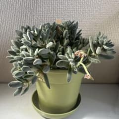 多肉植物　ファルカーサ(ぬき苗)のサムネイル