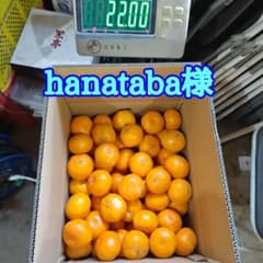 早生みかん 20kg⑤【熊本県産】贈答用のサムネイル