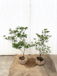 サカキ苗木 本榊 稀少 紅葉サカキ 大型180㎝ 10号 綺麗な葉色 庭木 