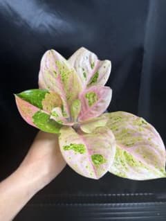 特別企画 セール Aglaonema アグラオネマ トリカラー KT ① - メルカリ