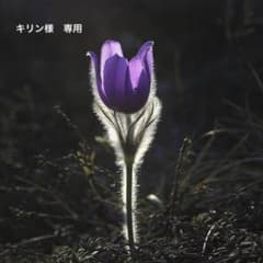 キリン様　専用のサムネイル