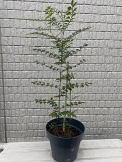 シマトネリコ 株立のサムネイル