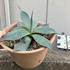 アプラナータのサムネイル