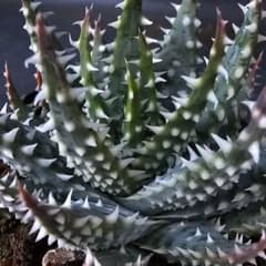 メルカリ便発送☆多肉植物 アロエ属 プラテンシス(実生選抜S5のカキコ