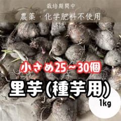 里芋（種芋用）1kg 小さめたっぷり 芽出し済み 植えても食べてもOKのサムネイル