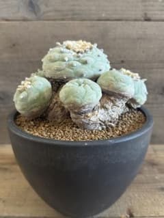 希少現地株】群生翠冠玉 ロフォフォラ 銀冠玉 烏羽玉 菊水 帝冠 太平丸