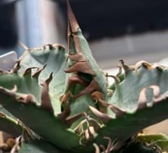 実生 オテロイ 検索)オアハカ スナグル チタノタ アガベ fo-076 ホリダ