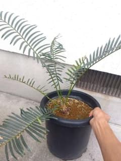 サイカス　タイシルバー　10号鉢つき　希少種❗葉6枚❗ サイカス タイシルバー 10号鉢つき 希少種❗葉6枚❗ - メルカリ