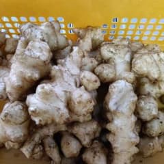 新鮮 菊芋 詰め合わせ 自然栽培 熊本県産1.2キログラムのサムネイル