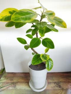 【観葉植物】ゴムの木　フィカス　アルテシマ　7号ラウンド白鉢　鉢皿付きのサムネイル