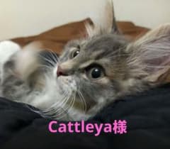Cattleya様専用のサムネイル
