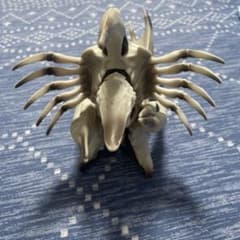 ガメラのサムネイル