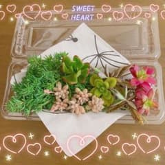 ☆多肉植物セダム寄植セット☆抜き苗・カット苗☆のサムネイル