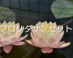 耐寒性睡蓮　フロリダサンセット充実株　ホテイアオイサービスのサムネイル