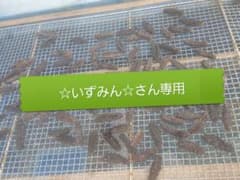 乾燥なまこ1kgのサムネイル