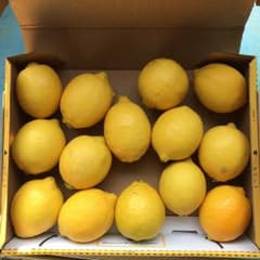 国産レモン★家庭用★Sサイズのサムネイル