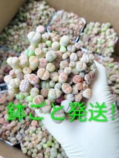 リトープス 鉢ごと発送！ - メルカリ