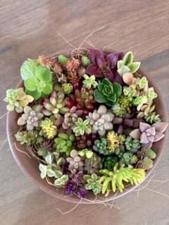 多肉植物 カット苗 セダムもりもりパック♪のサムネイル