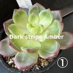 多肉植物 韓国苗 Dark stripe Amber ①のサムネイル