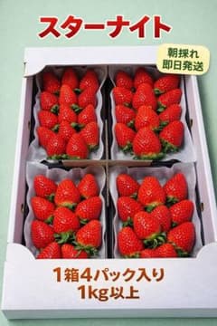 ‼️期間限定‼️【クール便送料込】スターナイト朝採いちご2箱8パック入2kg以上 今が旬‼️スターナイト‼️朝採いちご1箱4パック入1kg以上‼️ 【クール